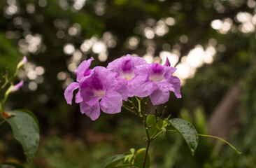 beautiful garden flowers