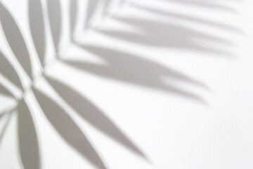 Palm tree shadow on white background