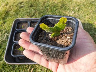 schlumbergera christmas cactus plant holding in a hand