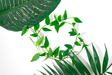 green plants background for summer