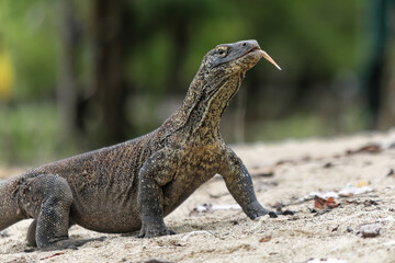 The Komodo dragon (Varanus komodoensis) is endemic to the Indonesian islands of Komodo, Rinca, Flores, and Gili Motang. 
It is the largest extant species of lizard.