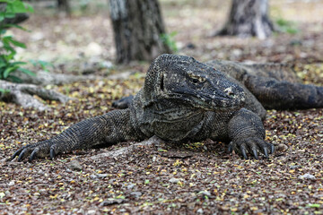 The Komodo dragon (Varanus komodoensis) is endemic to the Indonesian islands of Komodo, Rinca, Flores, and Gili Motang. 
It is the largest extant species of lizard.