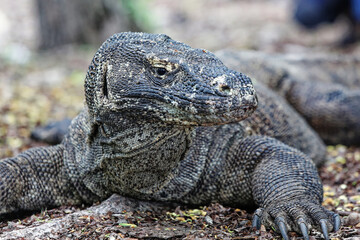 The Komodo dragon (Varanus komodoensis) is endemic to the Indonesian islands of Komodo, Rinca, Flores, and Gili Motang. 
It is the largest extant species of lizard.