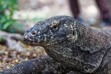 The Komodo dragon (Varanus komodoensis) is endemic to the Indonesian islands of Komodo, Rinca, Flores, and Gili Motang. 
It is the largest extant species of lizard.