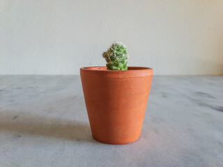 Miniature cactus plant closeup view