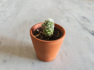 cactus planted in a small pot