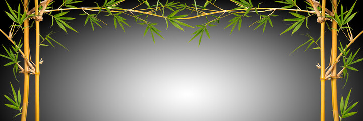 Bamboo branches With Bamboo leaves isolated on black background, Banner Design Bamboo branches With empty space Background, With clipping path,