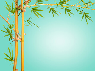 Bamboo branches With Bamboo leaves isolated on green background, Banner Design Bamboo branches With empty space Background, With clipping path,