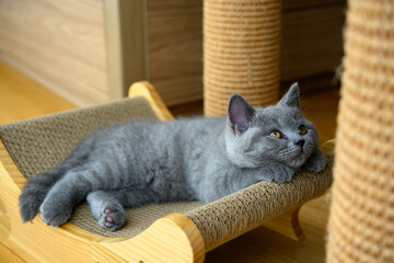 The cat is distracted, the kitten is resting on the scratcher, the blue British Shorthair cat is sleeping and looking to the side.