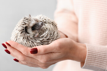 Pet care and animal companionship, woman holding a cute hedgehog in her hands © Pixel-Shot