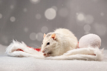 Christmas pet rat in red santa hat on festive background with bokeh.Bright greeting card with copy space.