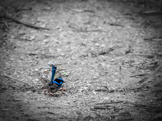 Blue Wren On Path