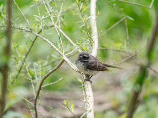 White Browed Scrub Wren Head Back