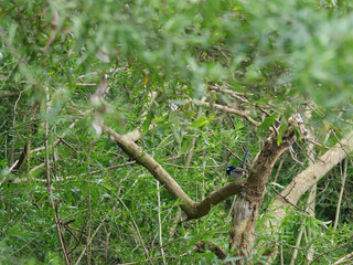 Fototapeta na wymiar Yellow Robin In Bush