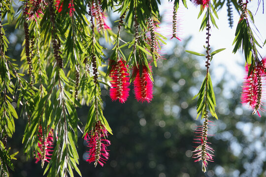 Close-up view of leaves and flowers of a bottlebrush tree in the sunlight
