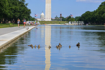 Ducks in the reflection pool at National Mall with a view of WWII Memorial, and Washington Monument...