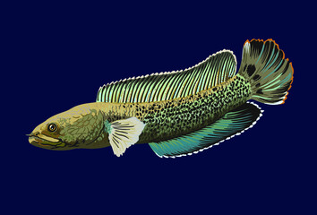 Channa stewartii fish,exotic fish, freshwater fish,  vector