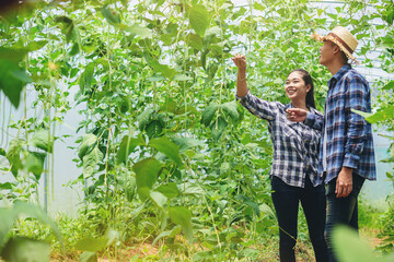 Young couples farmer gardening, checking quality together in the long beans garden greenhouse. Agricultural concepts.	