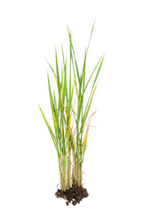 nature green grass or rice plant isolated on white background