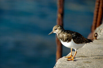 Sandpiper at Madeira