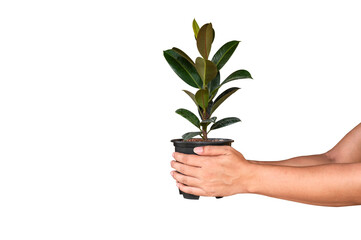 Man  hand holding a pot of green leafy plants to decorate the house on white background