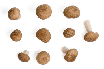Top view Brown beech mushrooms or Shimeji mushroom on white background.