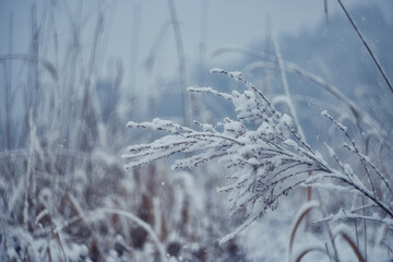 雪化粧 / Dusted with snow
