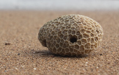 Coral stones lying on the sandy beach
