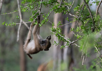 Young chacma baboon in tree