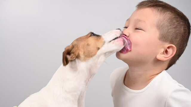 Jack russell terrier dog licks the boy's face.