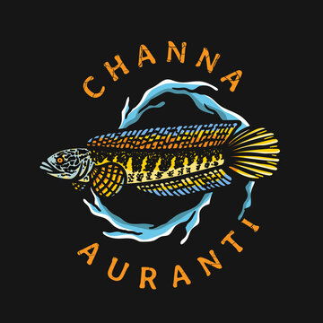 Channa aurantimaculata fish illustration with water surround