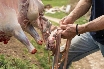 Lamb or sheep slaughter back view on hands of unknown caucasian man farmer removing intestines and...