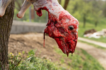 Lamb slaughter close up on skinned head of sheep slaughtered animal hanged on the farm outdoor - obrazy, fototapety, plakaty