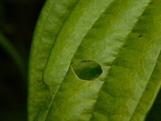 hoja
