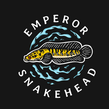 emperor snakehead fish illustration with water surround on black background