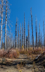 hiking trail through an old burned out forest