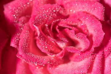 pink rose petals close-up top view macro