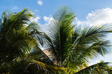 Fototapeta na wymiar Hot South Florida Palm Trees in neighborhood background texture
