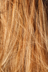 close up of golden blonde hair