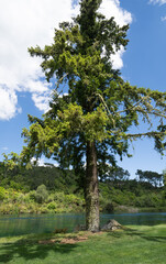 One tall tree along side of Waikato River near Huka Falls