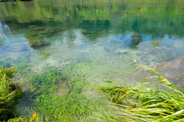 Scenic native bush and trees growing to edges of River at Huka Rapids