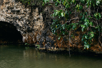 island palm trees Exotic landscape tropics summer