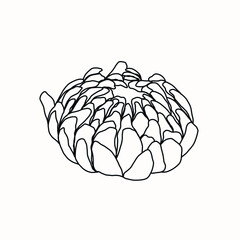 Linear drawing of a flower. Design for greeting card, wedding invitation, tattoo ideas, print for clothes and t-shirt.
