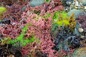 Colorful Seaweed