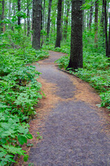 Fototapeta na wymiar Path through a deciduous forest