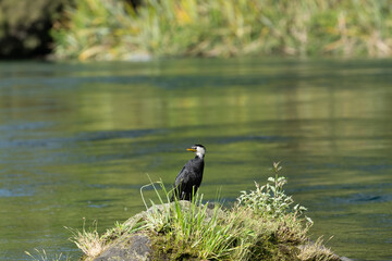 Little shag or cormorant on side of Waikato River