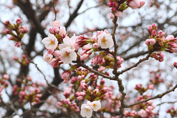 日本宮城県仙台市で桜の花の開花具合いを観測している仙台管区気象台が観測対象としている標本木。この桜の木が花が咲くと仙台で「開花宣言」が行われる。2020年3月28日にこの年の「開花宣言」が行われた当日の写真。