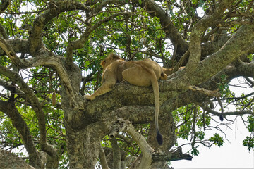 An adult wild lion is lying on a sausage tree. The animal holds onto the branches with its paws. The tail with a tassel hangs down. Leaves and fruits are visible.Kenya. Masai Mara Park