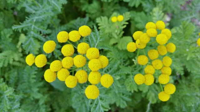 Vulgare herb. Green leaf and yellow flower. Nature backgroud. Botany ragwort detail. Summer time. Slow motion. Morning garden jungle. Season blossom. Park forest