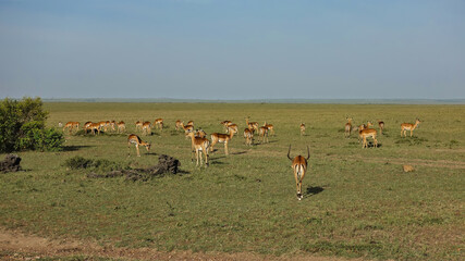 Naklejka na ściany i meble A herd of wild impala antelopes graze peacefully on the green grass. The boundless African savanna stretches to the horizon. Blue sky. A sunny day. Kenya. Maasai Mara Park
